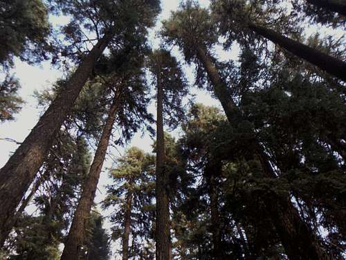 Big Trees near the trailhead