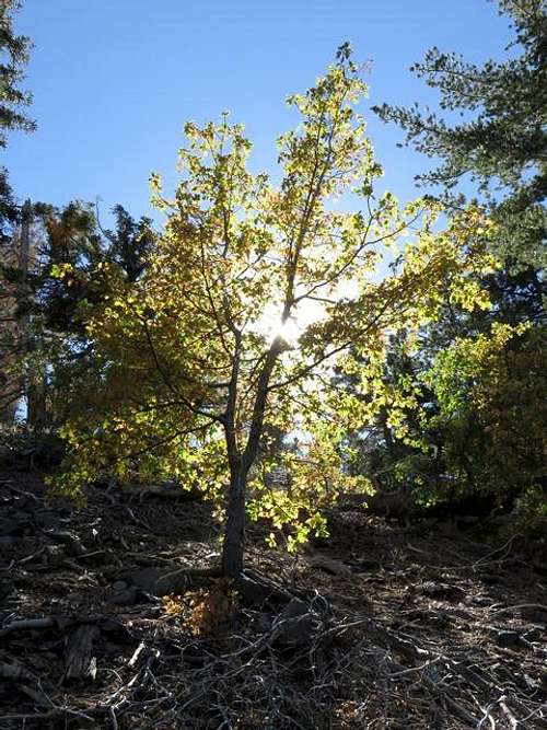 Fall color along the Acorn Trail