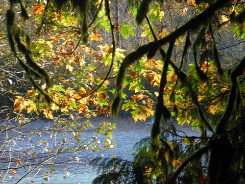 Fall by the Skagit River