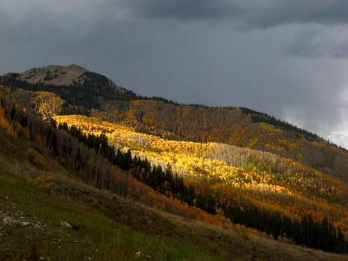Aspens near the Cathedral Peak TH