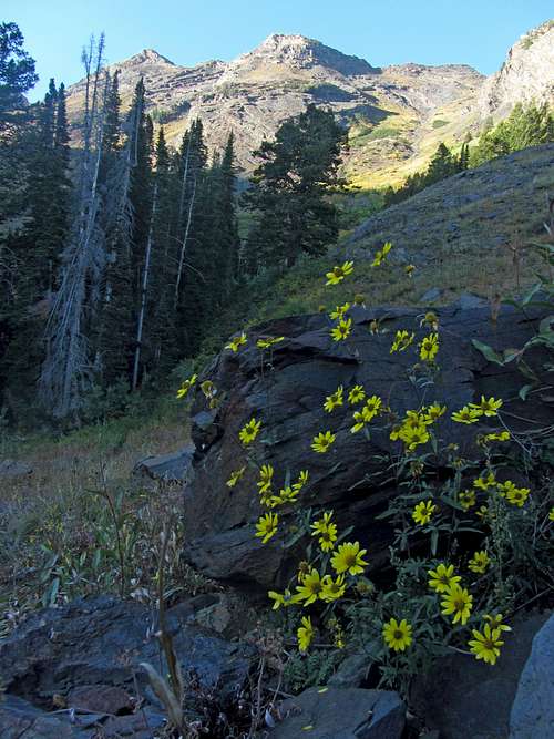 Broads Fork wildflowers