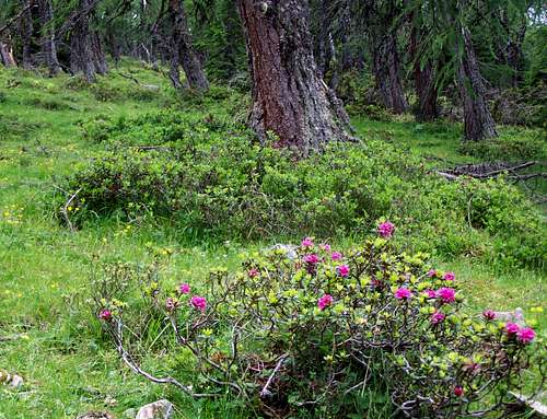 Swiss pine forest with Alpenroses
