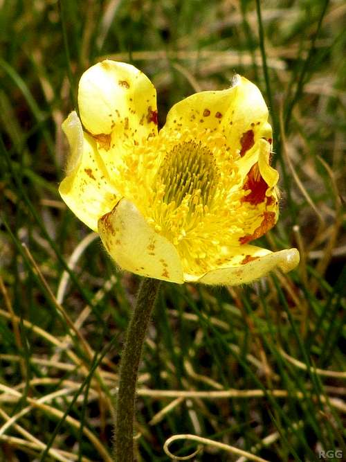A buttercup on the western flanks of the Weissmies group