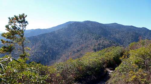 Mount LeConte from Brushy Mountain