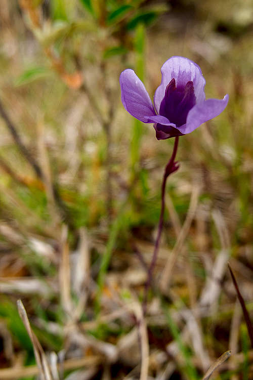 ... - Caparaó National Park - ES/MG