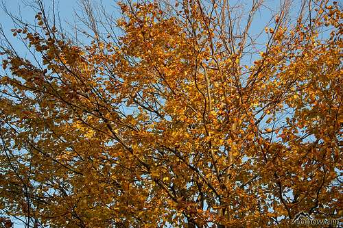 Late fall colours