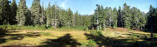 Meadows near Branches Mountain northwest summit