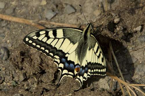 Swallowtail (Papillo machaon)