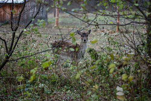 Young hind deer from Liszna