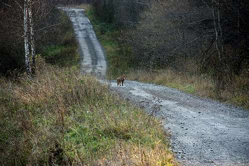 Red fox from Hulskie valley