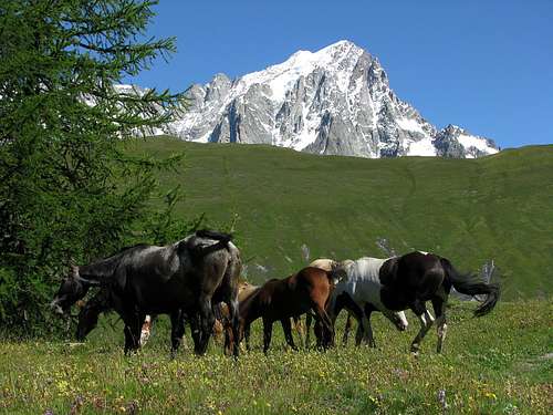 Horses in perfect scenery