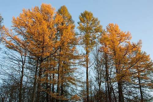 Hulskie larches