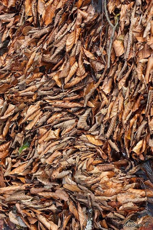 Beech leaves carpet