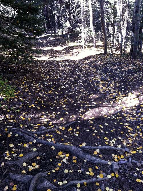 Aspen leaves