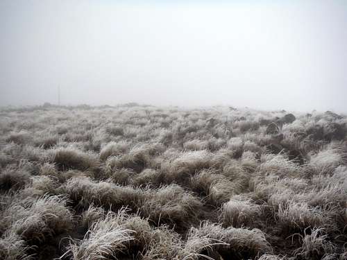 Rime ice on the grassland
