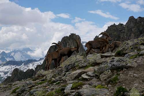 A group of Ibexes with the Bernese Alps behind
