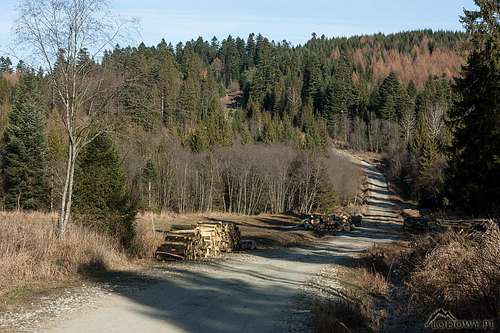 Forest road in Upper San river valley