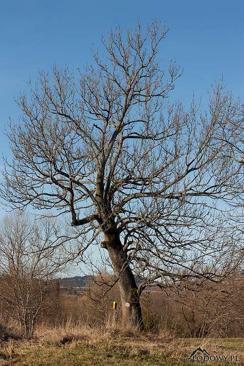 Tarnawa. Lonesome tree.