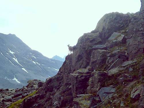 Alpine ibex in the Queyras