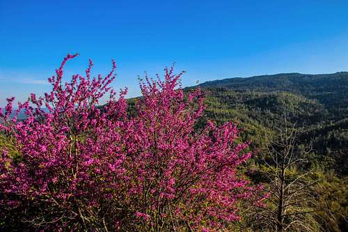 Spring blooms below Boggs Mountain