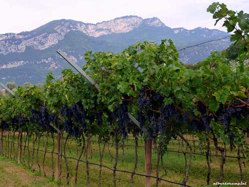 Vineyards in September, Sarca Valley