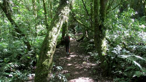 Trail to Volcan San Pedro