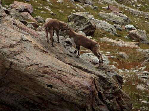 Young chamois testing their strength (1/3)
