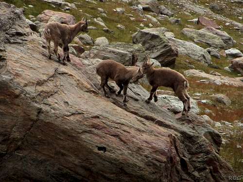 Young chamois testing their strength (2/3)
