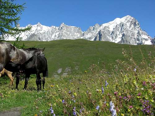 Alps and horses