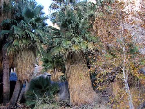 Palm tree grove
