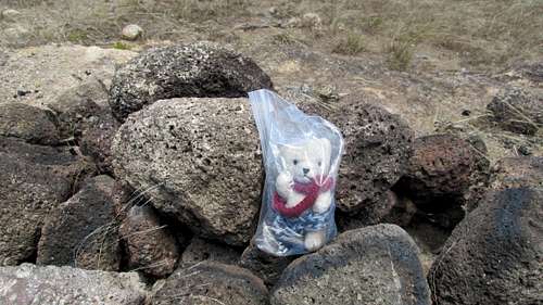 Climbing bear Snowball on the summit of Maunga Pukatikei