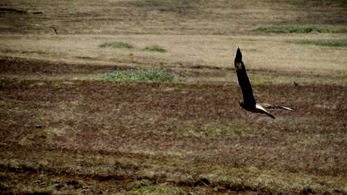 Hawk in flight on Maunga Pukatikei