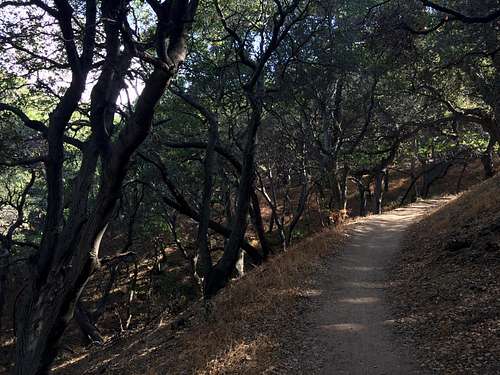 The trail leads through shaded oaks on its way up the mountain.