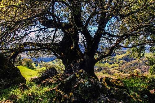 Old oak above Knights Valley