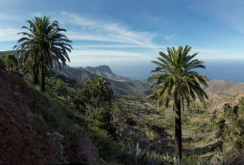 Palm Trees in front of Cumbre Tejeleche