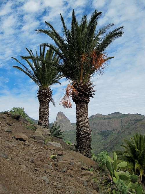 Roqe de Agando among palm trees