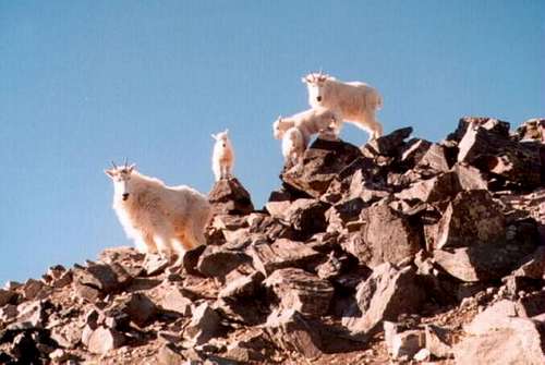 The billy goats on Torreys...