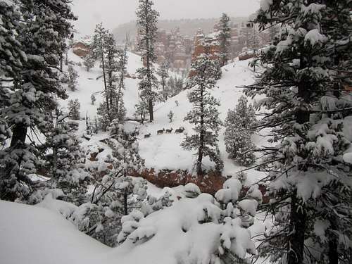 Bryce Canyon in winter -8
