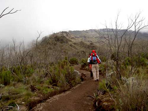 The trail from Machame camp...