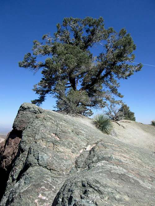 Lone pine on the HDNRT