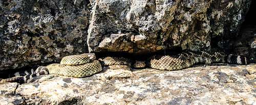 Snakes on a rock