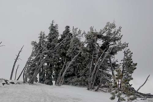 Flocked trees on Mt. Hood