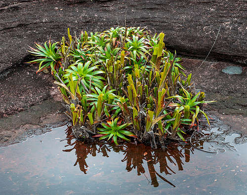 Brocchinia reducta bromeliads
