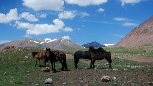 Pack horses in Altai Tavan Bogd National Park
