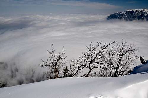 Above the inversion cloud on the Predigtstuhl