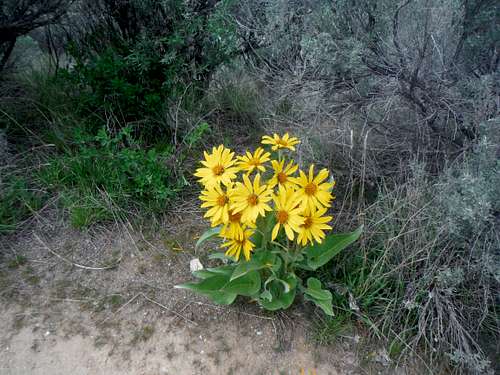 Balsamroot on the way up