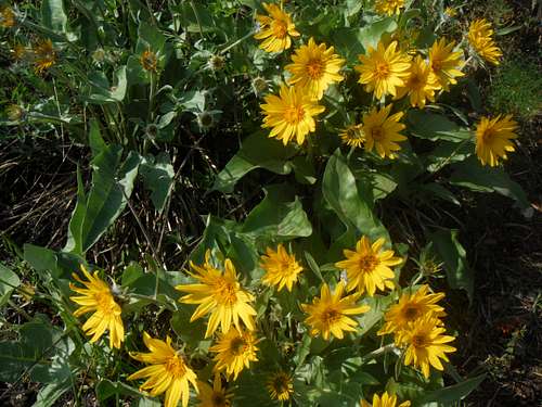 Balsamroot Galore