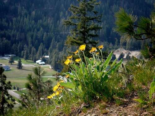 Balsamroot on the slopes