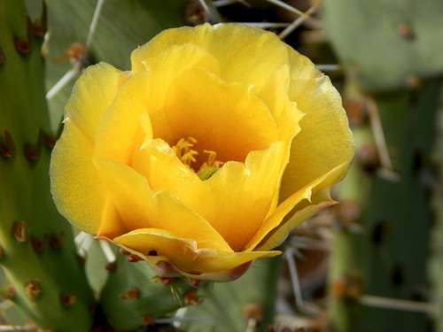 Little Cactus Flower