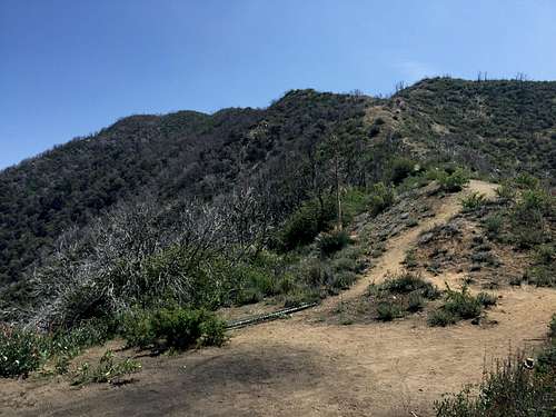 Trail up Mt. Lawlor